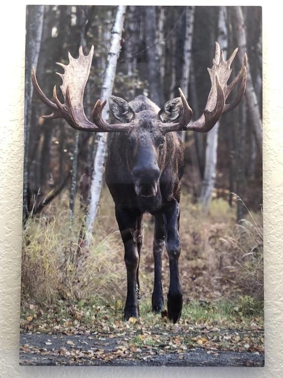 The Moose Crossing Lejlighed Anchorage Eksteriør billede